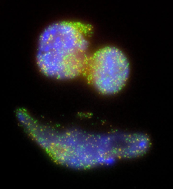 Mouse embryonic stem cells